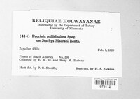 Polioma pallidissima image